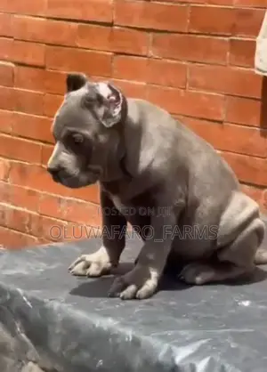 1-3 months Female Purebred Cane Corso