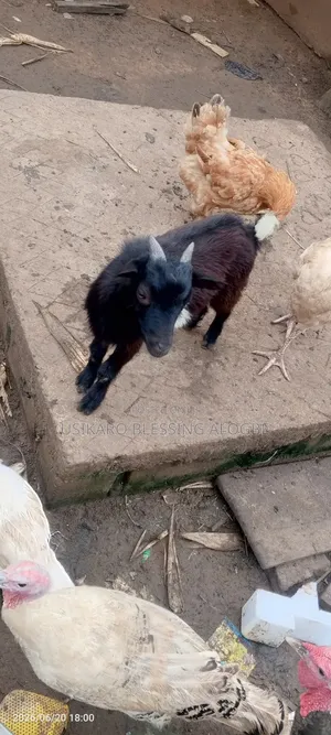 Goat  for Sale