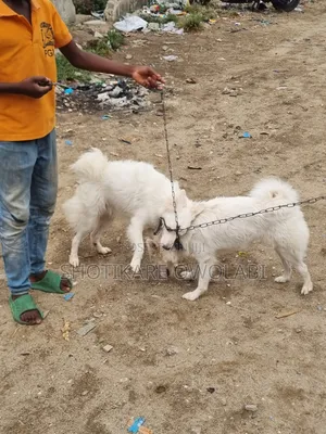 1+ year Male Purebred American Eskimo