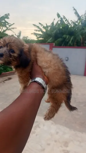 3-6 months Male Purebred Lhasa Apso