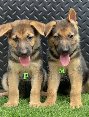 1-3 months Female Purebred German Shepherd