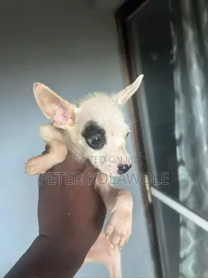 1-3 months Female Mixed Breed American Bully