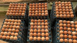 Freshly Farm Egg