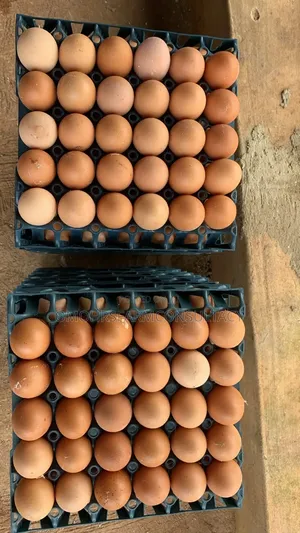 Freshly Farm Egg