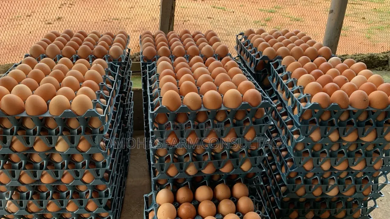 Freshly Farm Egg