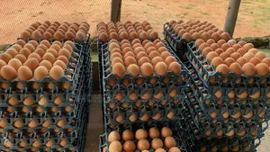 Freshly Farm Egg