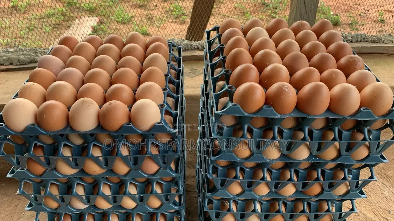 Freshly Farm Egg