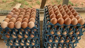 Freshly Farm Egg