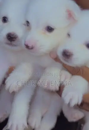 1-3 months Female Purebred American Eskimo