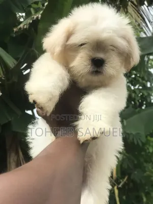 1-3 months Male Purebred Lhasa Apso