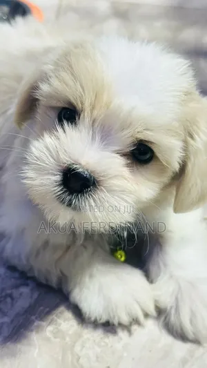 6-12 months Male Purebred Lhasa Apso