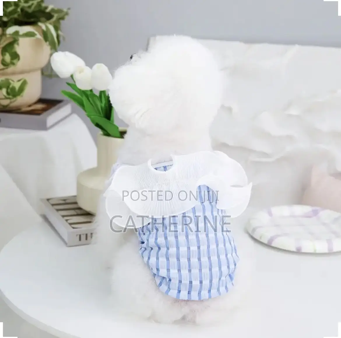 Pet Clothes