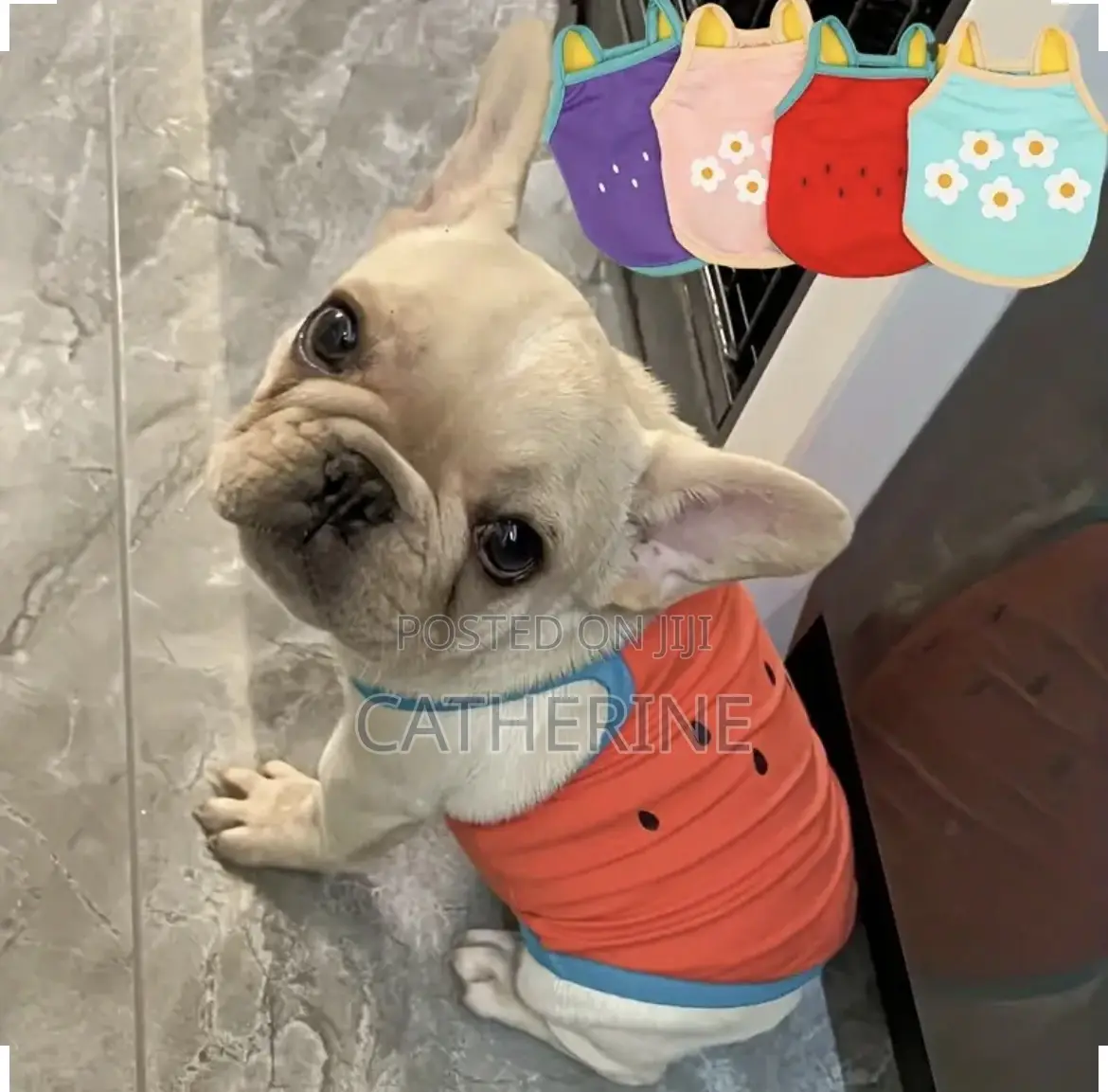 Dogs Summer Clothes