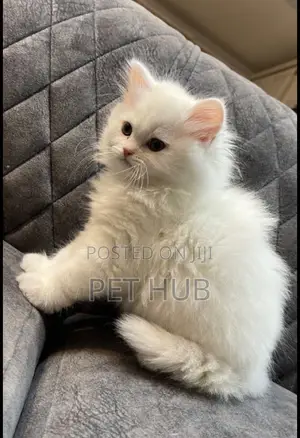 1-3 months Female Purebred Maine Coon