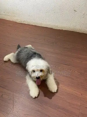 1+ year Female Purebred Lhasa Apso