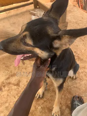 1+ year Female Purebred German Shepherd