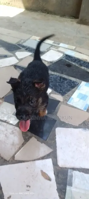 1-3 months Male Purebred German Shepherd