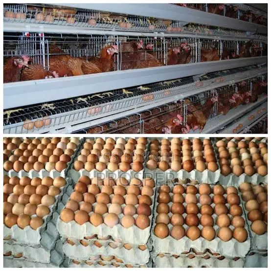 Layers, Broilers,Turkey, Eggs for Sale
