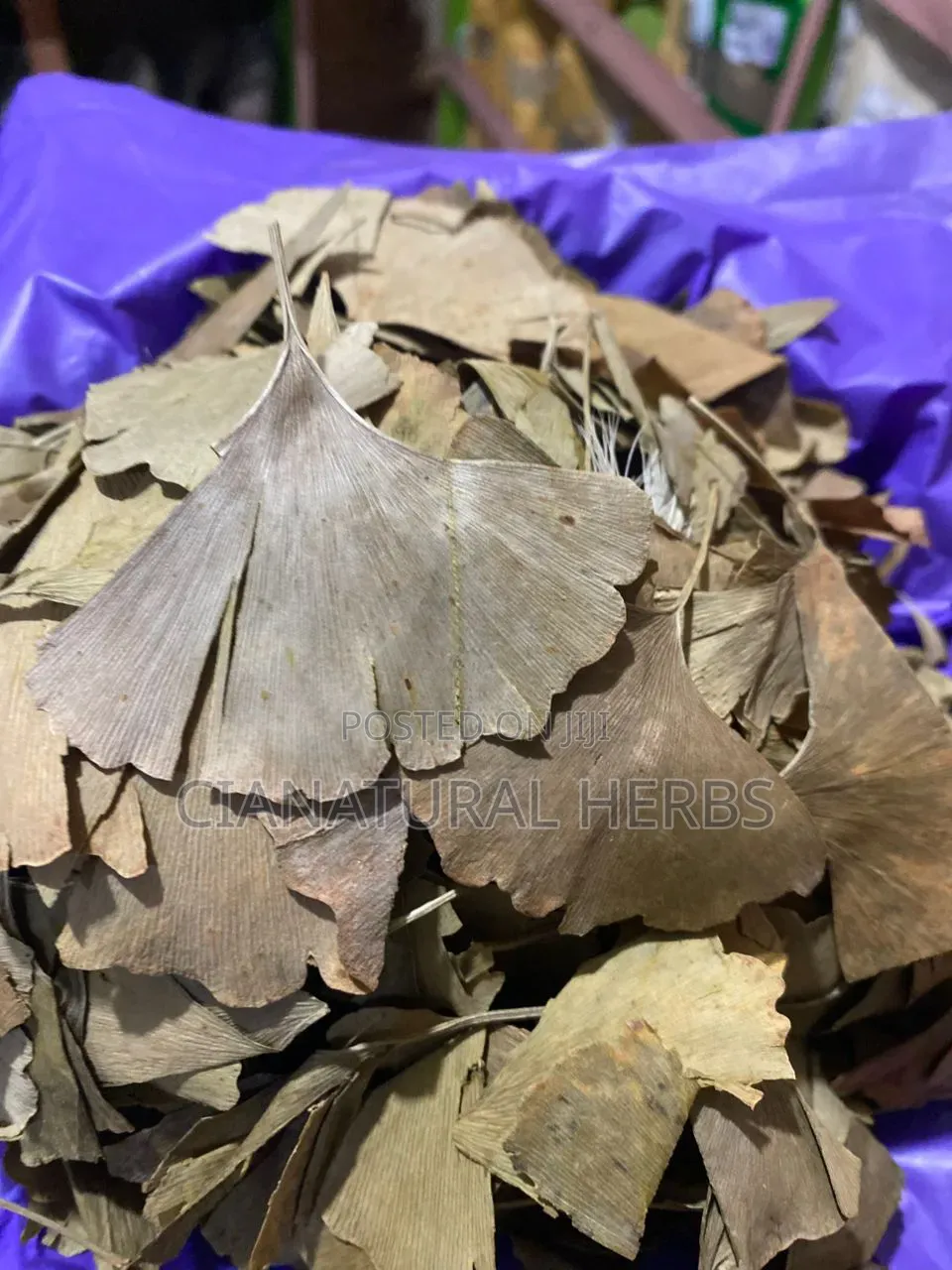 Gingko Biloba