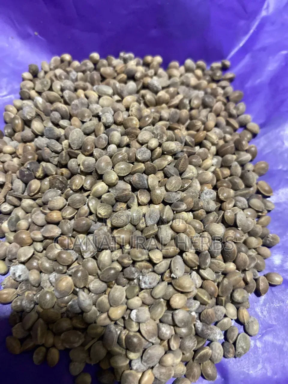 Hemp Seeds