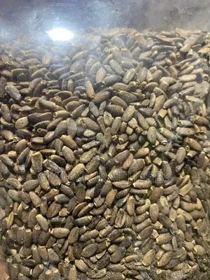 Milk Thistle Seeds