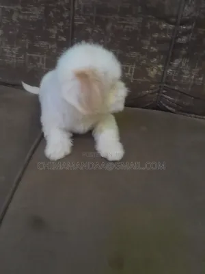 1-3 months Female Purebred Lhasa Apso