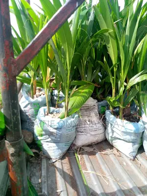 Dwarf Coconut Seedling