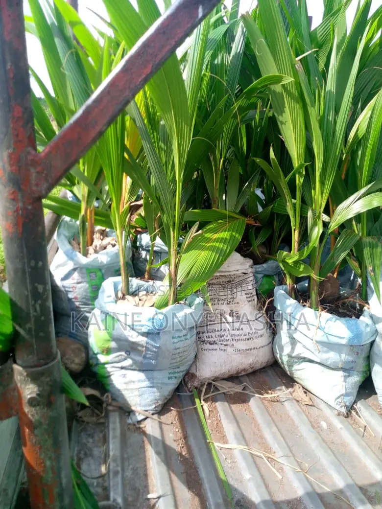 Dwarf Coconut Seedling