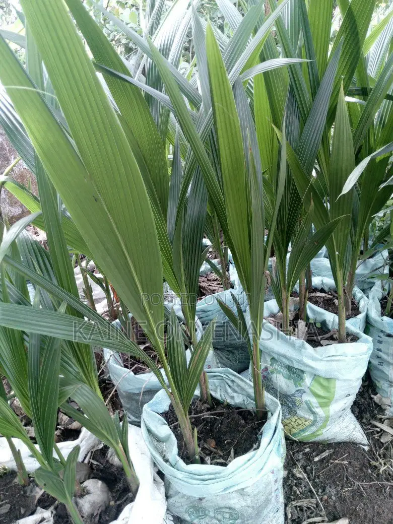 Dwarf Coconut Seedling