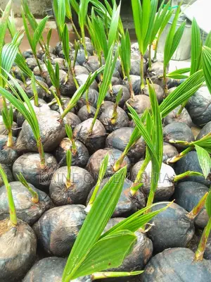 Dwarf Coconut Seedling