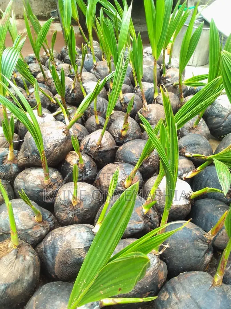 Dwarf Coconut Seedling