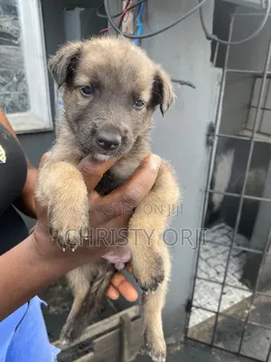1-3 months Female Mixed Breed German Shepherd