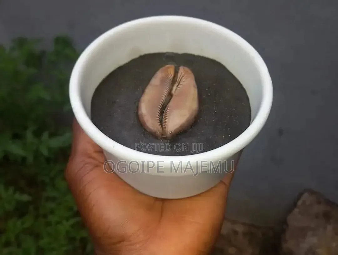 Money Drawing Soap