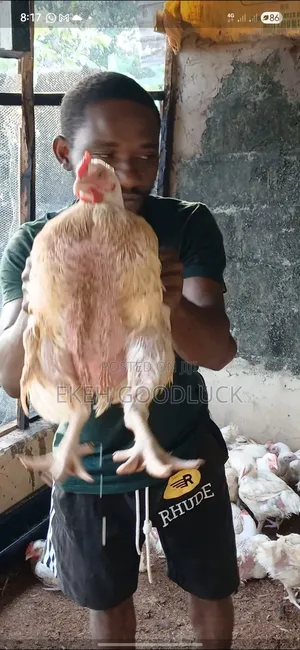 Boilers Chicken