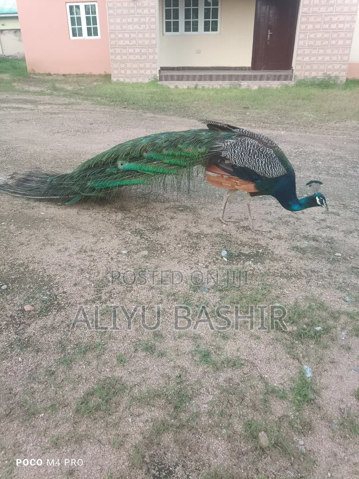 Available Healthy Pair(Peacock and Peahen)