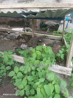 Available Healthy Pair(Peacock and Peahen)