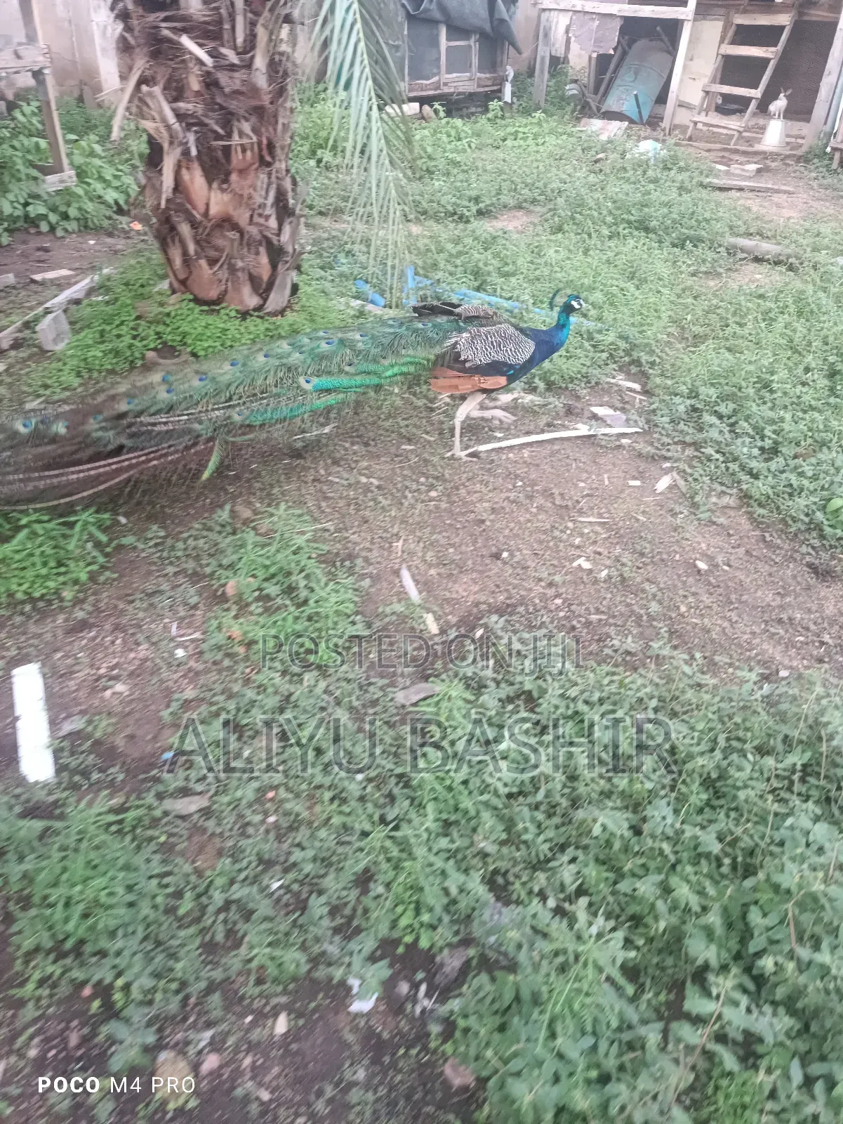 Available Healthy Pair(Peacock and Peahen)