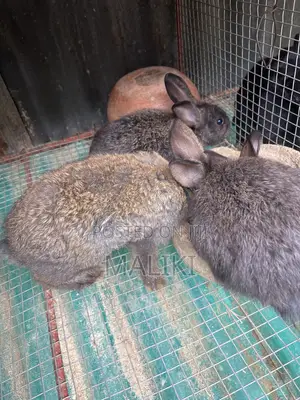 Matured and 7 Weeks Rabbit for Sale