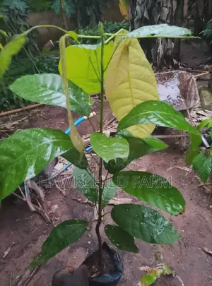 Cocoa Seedlings