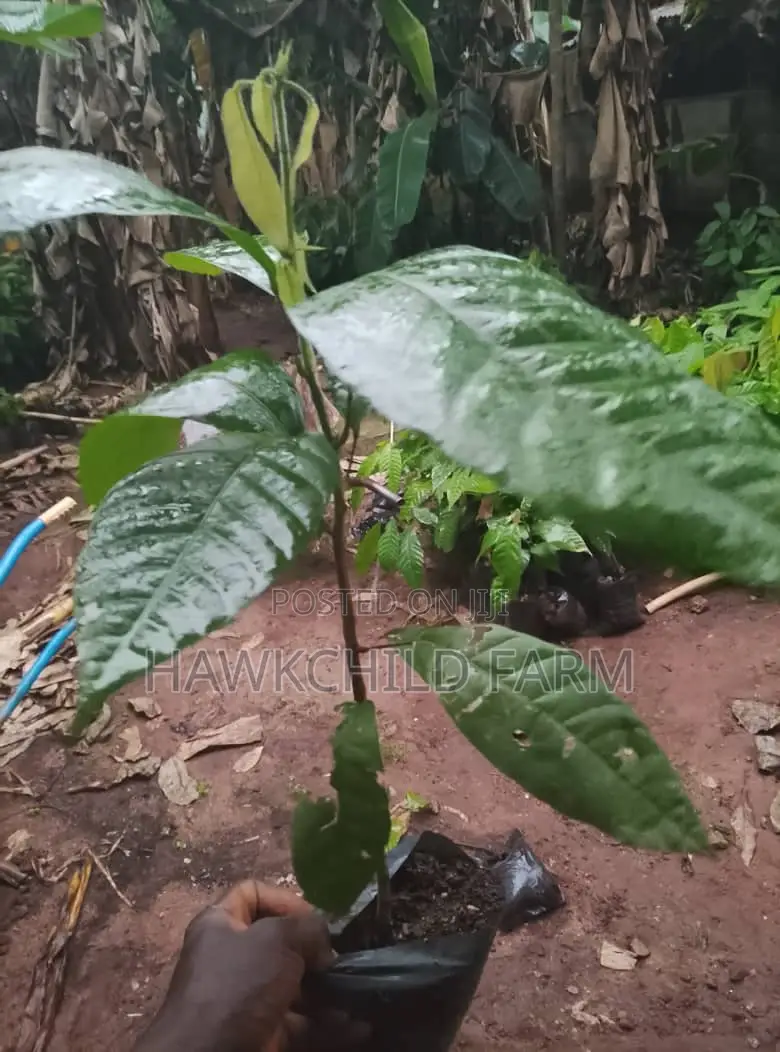 Cocoa Seedlings