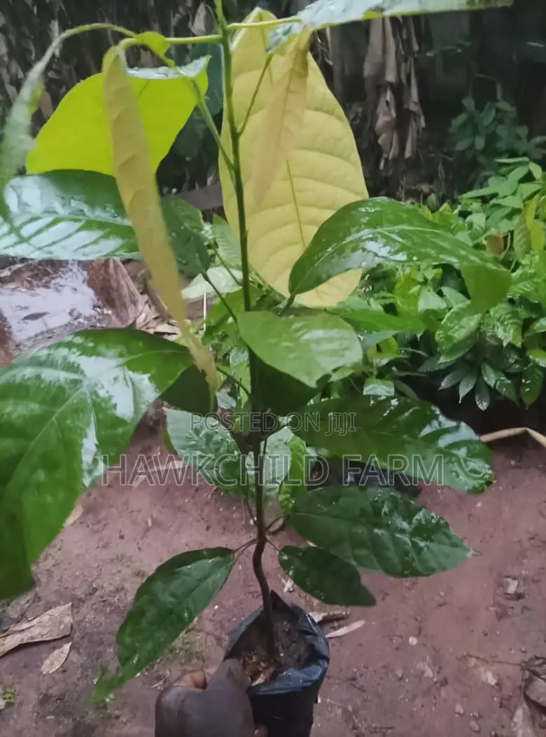 Cocoa Seedlings