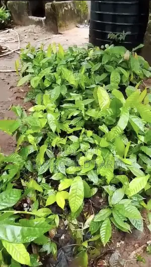 Cocoa Seedlings