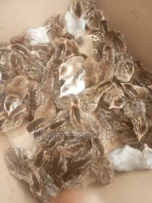 Guinea Fowl (A Day Old)