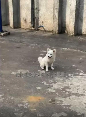1-3 months Male Purebred American Eskimo