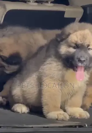 1-3 months Female Purebred Caucasian Shepherd