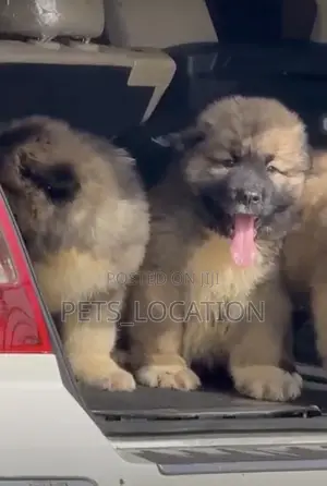 1-3 months Female Purebred Caucasian Shepherd