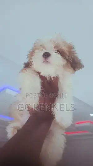 0-1 month Male Purebred Lhasa Apso