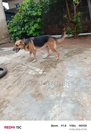 1+ year Female Purebred German Shepherd