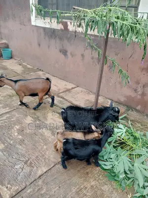 Adult Goats for Sale (Male and Female)