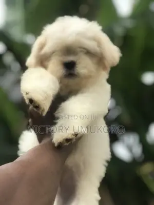 1-3 months Male Purebred Lhasa Apso